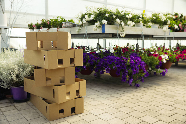 Stack of cardboard boxes and beautiful blooming plants in garden center - Foto, immagini
