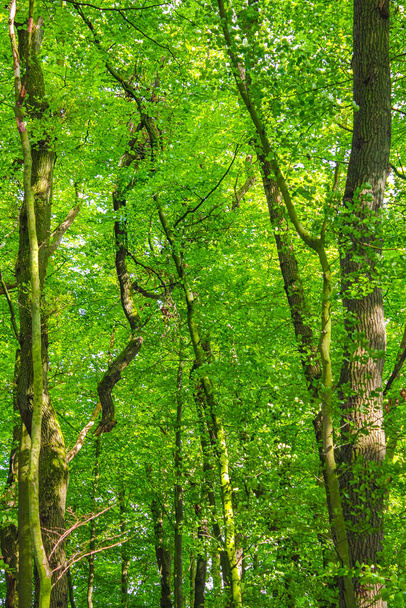 Природна прекрасна панорама з стежками і зеленими деревами в лісі Лое в Bramstedt Hagen im Bremischen Cuxhaven Нижня Саксонія Німеччина. - Фото, зображення