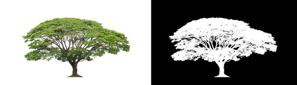 Drzewo na przezroczystym tle obrazu ze ścieżką wycinania, pojedyncze drzewo ze ścieżką wycinania i kanał alfa na czarnym tle - Zdjęcie, obraz
