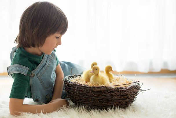 Cute little child, boy with ducklings springtime, playing together, little friend, childhood happiness - Foto, Imagem