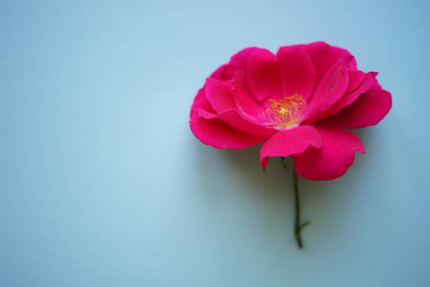 Рожева квітка троянди на синьому столі
. - Фото, зображення