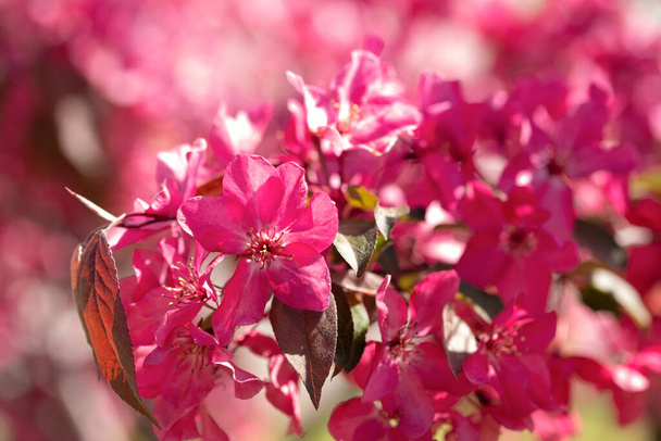 Pink blooming flowers on blurred background. Cherry tree bloom in sunshine in garden and park. Beautiful backdrop for Easter, spring or summer blossom concept. Close up, selective soft focus - Foto, Imagem