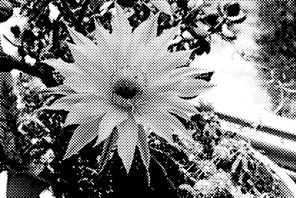 Cactus (Echinopsis eyresii) flower on a terrace. Halftone with dots. - Photo, Image