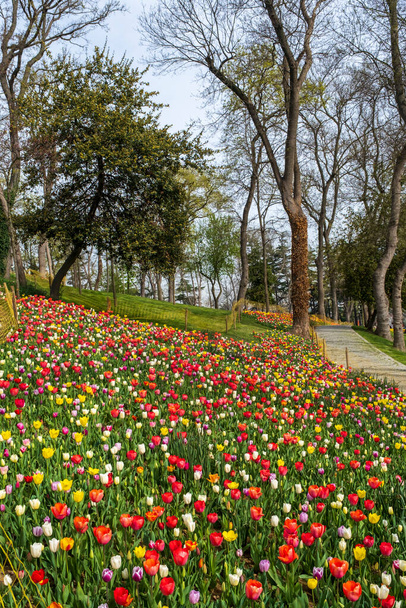 Сад тюльпанів. Фестиваль тюльпанів у Стамбулі. У парку є залізна клітка з барвистими тюльпанами. - Фото, зображення