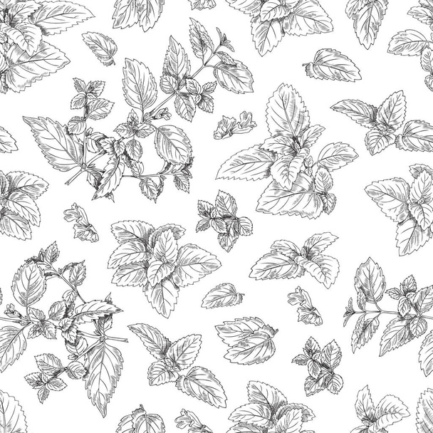 Melissa leaves and branches hand drawn seamless pattern, sketch vector illustration on white background. Peppermint or lemon balm herbs. Outline plants. Herbal tea and alternative medicine concepts. - Вектор,изображение