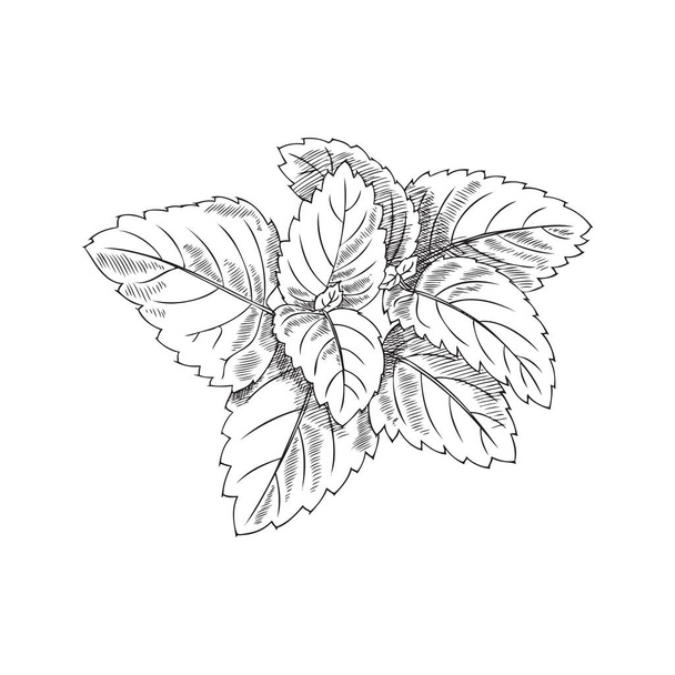 Melissa lub mięta pieprzowa vintage ręcznie rysowane szkic wektor ilustracji izolowane na białym tle. Liście roślin farmaceutycznych i melisy botanicznej lub balsamu cytrynowego. - Wektor, obraz