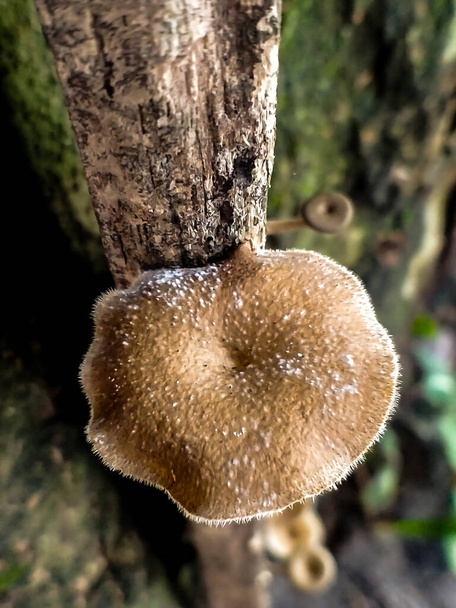Fomitopsidaceae to rodzina grzybów. Większość gatunków jest pasożytami na drzewiastych roślinach i zazwyczaj powoduje brązowe gnicie.. - Zdjęcie, obraz