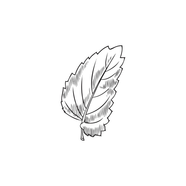Melissa leaf, botanical vector illustration, hand-drawn, on a white background. Botanical sketch, melissa leaf, monochrome sketch. Outline drawing, melissa leaf - ベクター画像