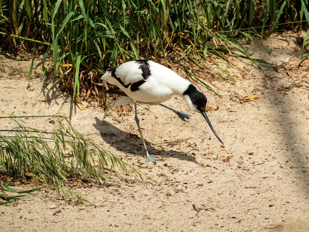 Kuş Sandpiper Avocet ince, uzun kavisli gagalı. Deniz kıyısındaki kuş. - Fotoğraf, Görsel