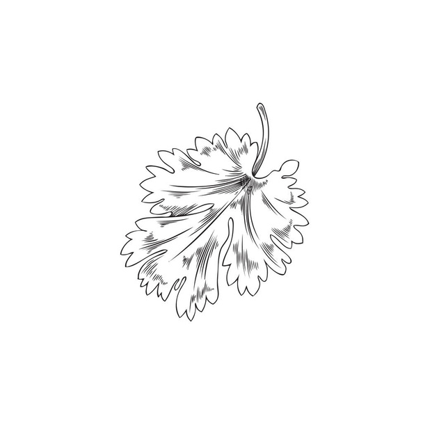Feuille de coriandre ou coriandre, dessin à la main illustration vectorielle isolée sur fond blanc. Plante naturelle biologique avec texture de gravure. Feuille de persil chinoise esquissée. - Vecteur, image
