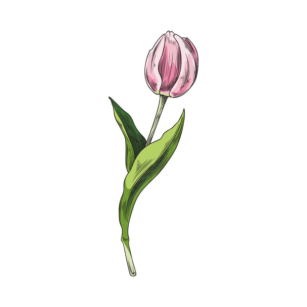 Tulip spring flower with pink blooming cup, hand drawn sketch style colored vector illustration isolated on white background. Floral decoration and tulip plant. - Vector, afbeelding