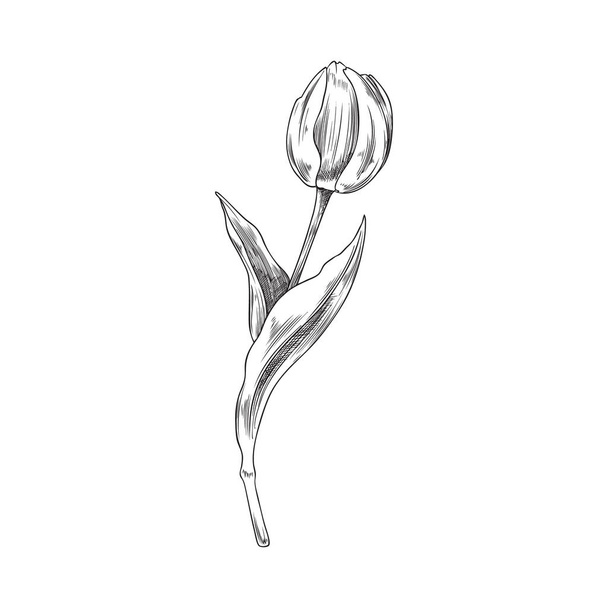 Beautiful tulip flower with blooming head and leaves, sketch vector illustration isolated on white background. Hand drawn spring flower. Botanical element with engraving texture. - Vektor, Bild