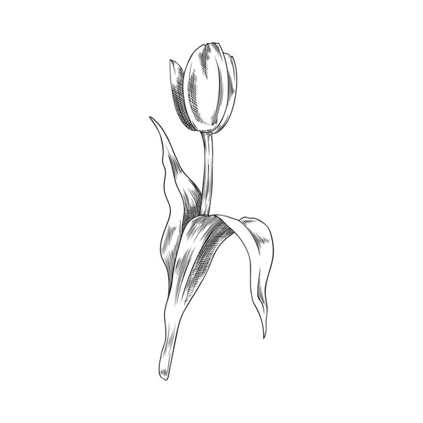 Elegant tulip spring flower, hand drawn sketch vector illustration isolated on white background. Retro style flower with stem, leaves and blooming head. - Vektor, Bild