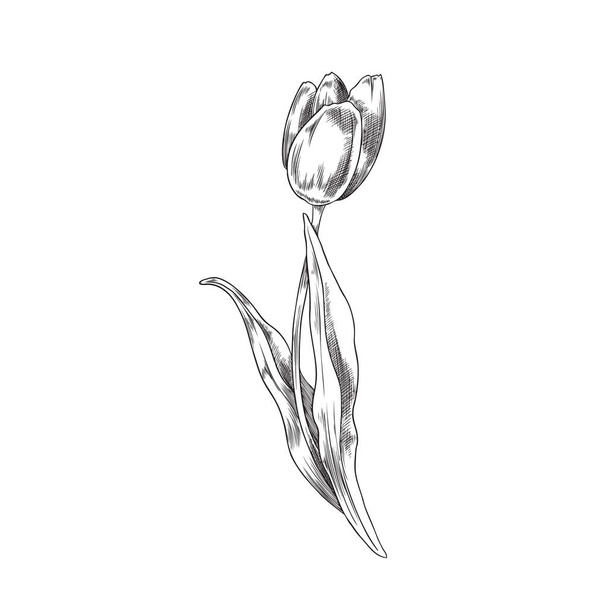 Hand drawn tulip flower with black and white outline, sketch vector illustration isolated on white background. Vintage spring flower with engraving texture. Tulip flower for elegant botanical design. - Vektor, Bild