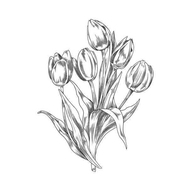 Hand drawn monochrome bouquet of tulips sketch style, vector illustration isolated on white background. Black outline contour flowers, engraved, design element - Vector, Image