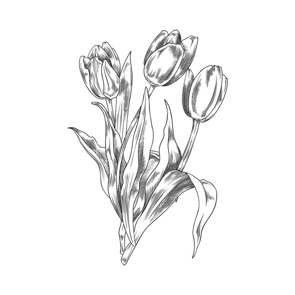 Hand drawn monochrome opened tulips sketch style, vector illustration isolated on white background. Black outline engraved flowers, buds on stems with leaves, design element - Vektori, kuva
