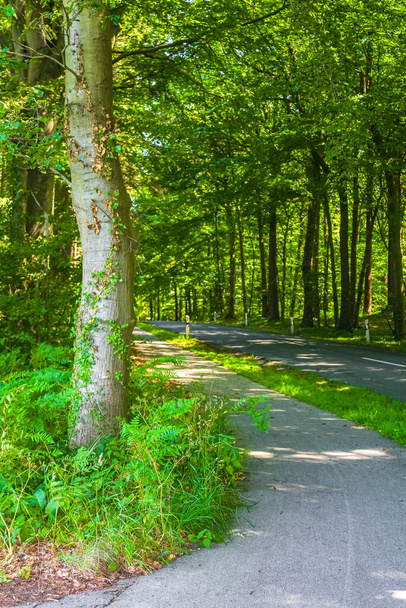 Natural beautiful panorama view with pathway and green plants trees in the forest of Hemmoor Hechthausen in Cuxhaven Lower Saxony Germany. - Фото, изображение
