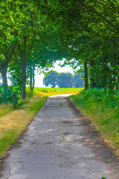 Natural beautiful panorama view with pathway and green plants trees in the forest of Hemmoor Hechthausen in Cuxhaven Lower Saxony Germany. - Fotó, kép