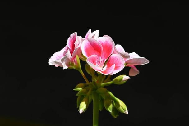 bloeiende roze bloemen groeien in de tuin - Foto, afbeelding