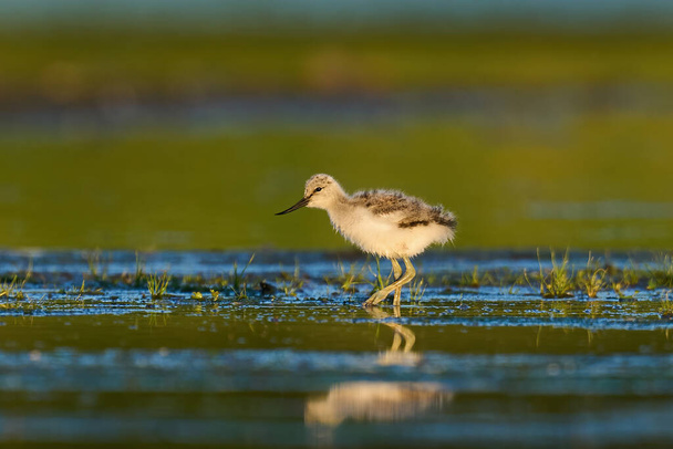 A very young Pied avocet (Recurvirostra avosetta) chick - Photo, Image