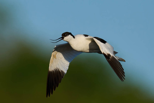 Pied avocet (Recurvirostra avosetta) in zijn natuurlijke omgeving - Foto, afbeelding