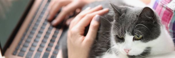 Close-up of beautiful white and gray cat sitting near lovely owner on sofa. Woman working remotely on modern laptop and petting cat. Work from home concept - Photo, image