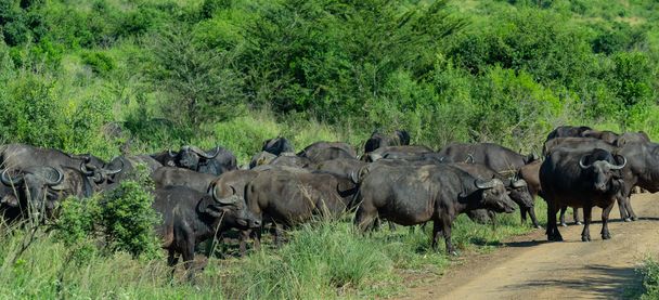 Cape Buffalo in the nature reserve Hluhluwe National Park South Africa - Foto, Bild