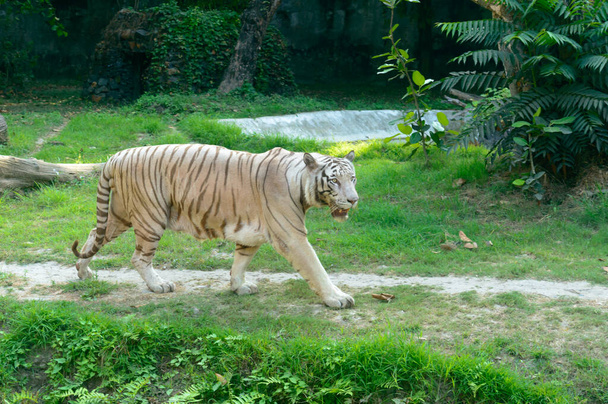 Tigre du Bengale (Panthera tigris tigris) dans un zoo. Il est parmi les plus grands chats sauvages vivants aujourd'hui. - Photo, image