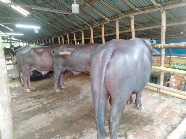 世界最大の牛、世界最大の牛2022年、バングラデシュのオーストラリアの牛価格、オーストラリアの牛の写真 - 写真・画像