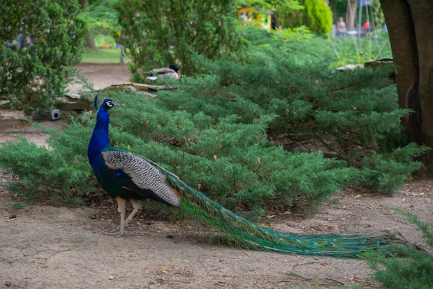 a beautiful peacock bird with a chic tail walks on the street in the park or in the yard in summer - Fotografie, Obrázek