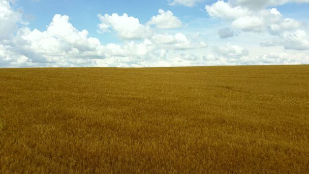 Voo de visão aérea drone sobre o campo de trigo maduro amarelo. Linha do horizonte. Céu azul e nuvens brancas. Colheita madura. Voando sobre espigas de grãos de trigo. Agrária. Campos de paisagem cultura agro-industrial - Foto, Imagem