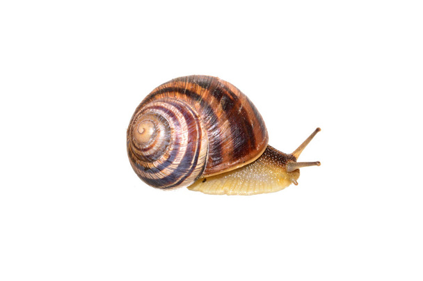 snail isolated on white background - 写真・画像