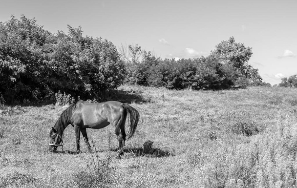 Beautiful wild brown horse stallion on summer flower meadow, equine eating green grass, horse stallion with long mane portrait in standing position, equine stallion outdoors, big horse equines - Foto, Bild