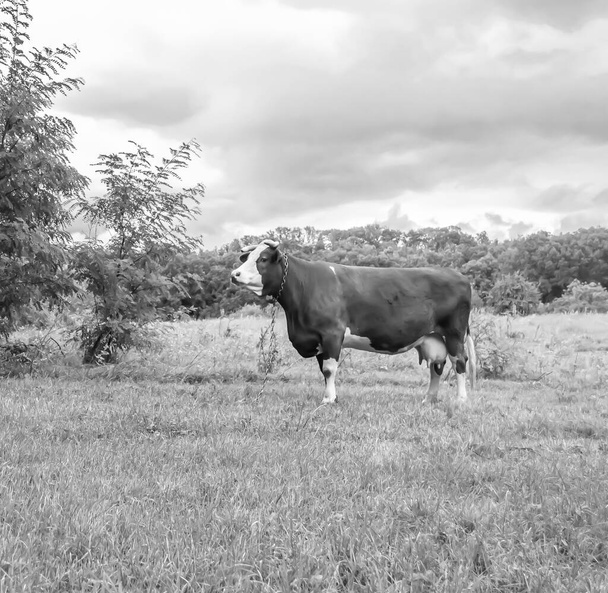 Fényképezés a téma gyönyörű nagy tej tehén legelő zöld rét alatt kék ég, fotó, amely a tej tehén hosszú farok enni szalma réten, tej tehén fű réten ízletes fehér folyadék - Fotó, kép