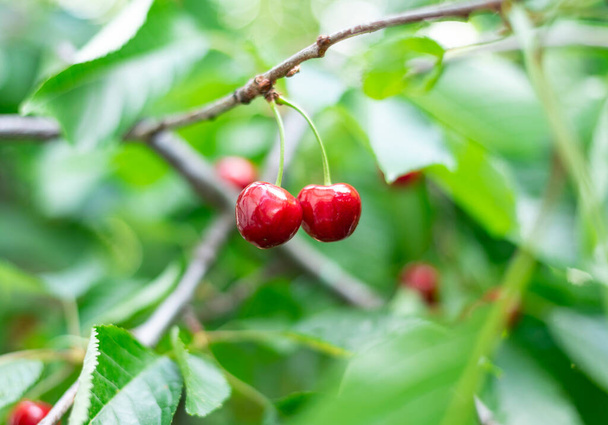 Гілка стиглих смачних і солодких вишень на дереві в саду
 - Фото, зображення