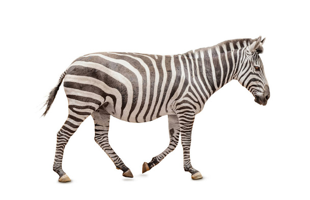 Африканская зебра изолирована на белом - Фото, изображение