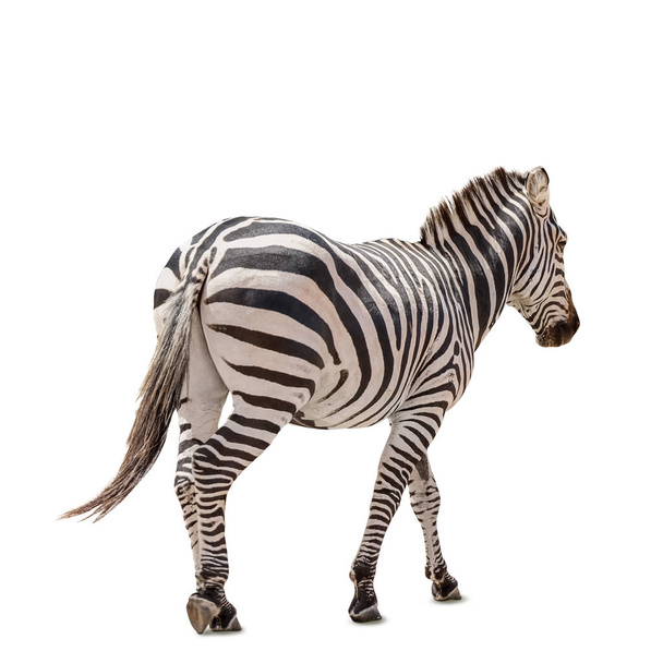Krásná zebra izolovaná na bílém - Fotografie, Obrázek