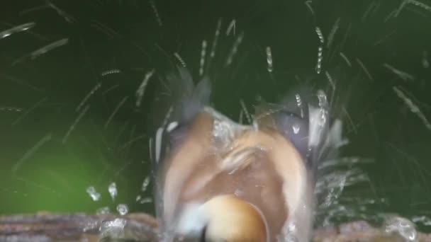 Hawfinch Coccothraustes coccothraustes Fürdés, közelről - Felvétel, videó
