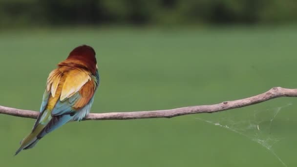 European Bee-eater Merops Apiaster sentado em um galho de árvore, close-up - Filmagem, Vídeo