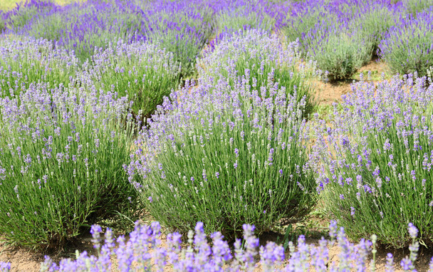 bushes of lavender flowers in summer without people - Photo, image
