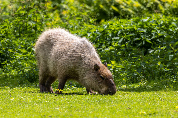 Le capybara, Hydrochoerus hydrochaeris est un mammifère originaire d'Amérique du Sud. C'est le plus grand rongeur vivant au monde.. - Photo, image