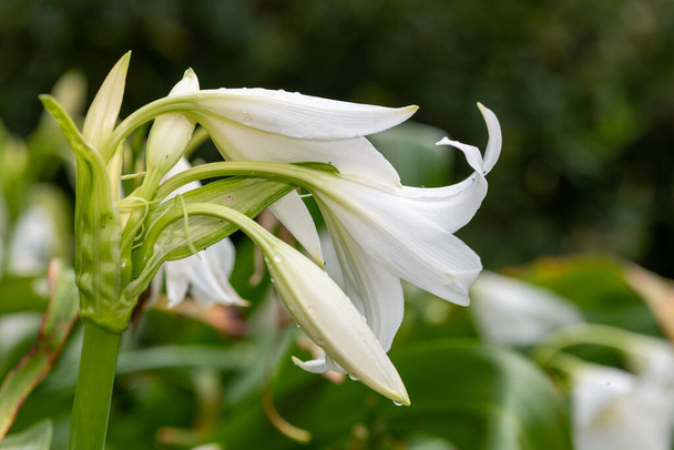 Close up of white crinum moorei flowers in bloom - Photo, Image