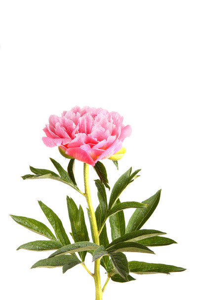 Flor y tallo de peonía rosa
 - Foto, Imagen