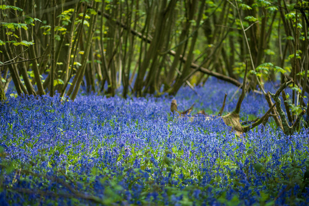 beautiful bluebell flowers in spring day in england. - Фото, изображение