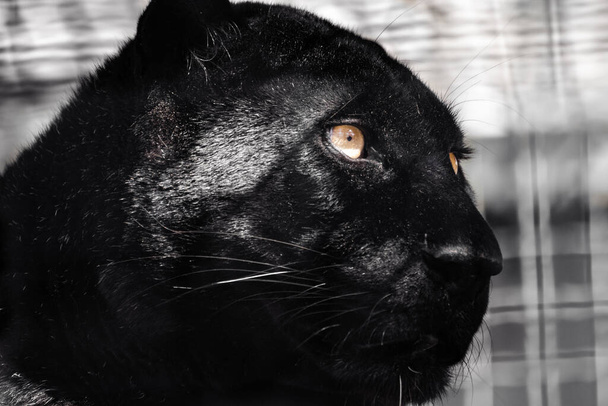 Черная пантера с красивым блестящим мехом и оранжевыми глазами портрет на размытом фоне. Голова дикой кошки, меланистический цветовой вариант леопарда (Panthera pardus) позирует - Фото, изображение