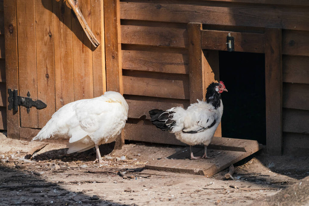 Pollo bianco e nero (Gallus domesticus), una specie di uccello della giungla addomesticato, che cammina all'ingresso di un pollaio di legno sul ranch da vicino. Henhouse in fattoria - Foto, immagini