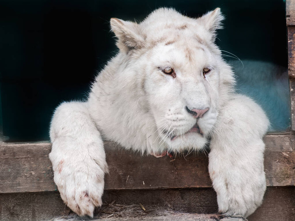 Young white tiger with black stripes on fur, head and paws close-up. Feline resting in aviary with blurred background. Wild animals, big cat - Foto, afbeelding