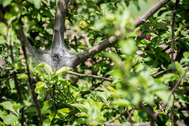 Tent Caterpillars infesting a wild apple tree in ther spring - Photo, image