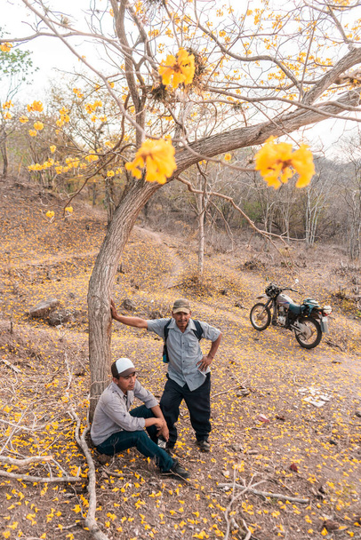 Nicaraguaanse boer vader en zoon onder een Cortez boom met gele bloemen en een motorfiets ernaast - Foto, afbeelding