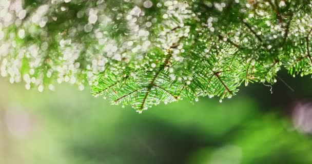 Natura tło porannego deszczu w lesie, liści drzew i kropli wody - Materiał filmowy, wideo